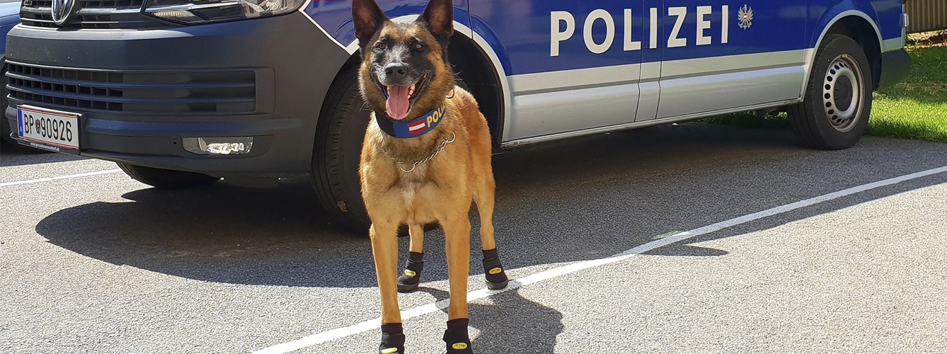 Ponen zapatos a los perros policía para protegerlos de la ola de calor