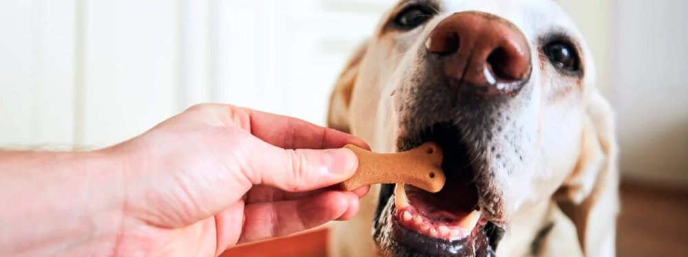 Un estudio reveló cómo los perros se relacionan con sus juguetes
