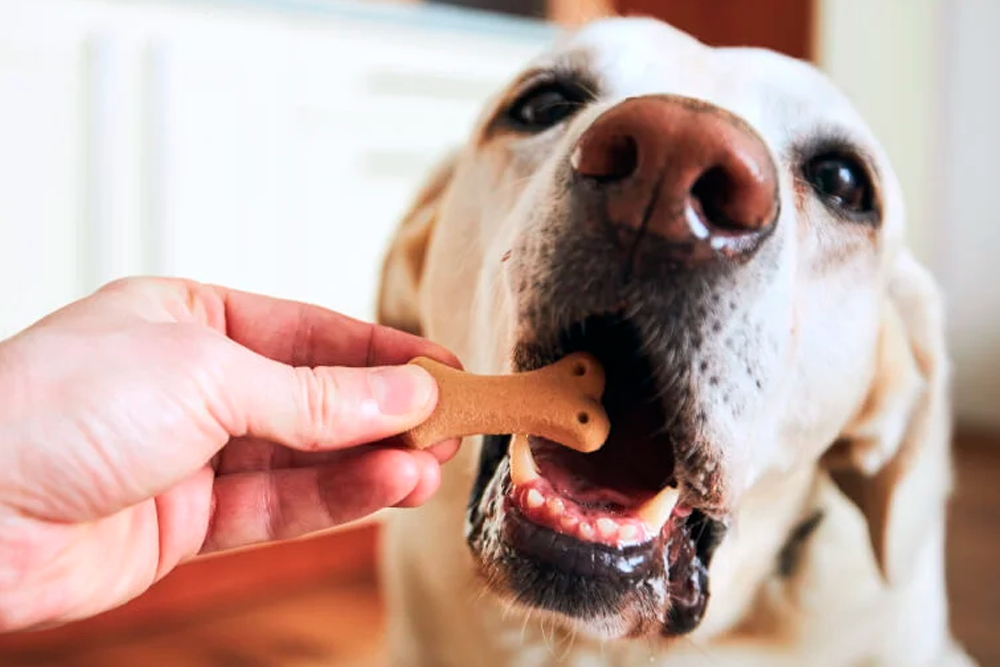 La mayoría de los perros respondieron mejor a la recompensa de comida que a los juguetes.