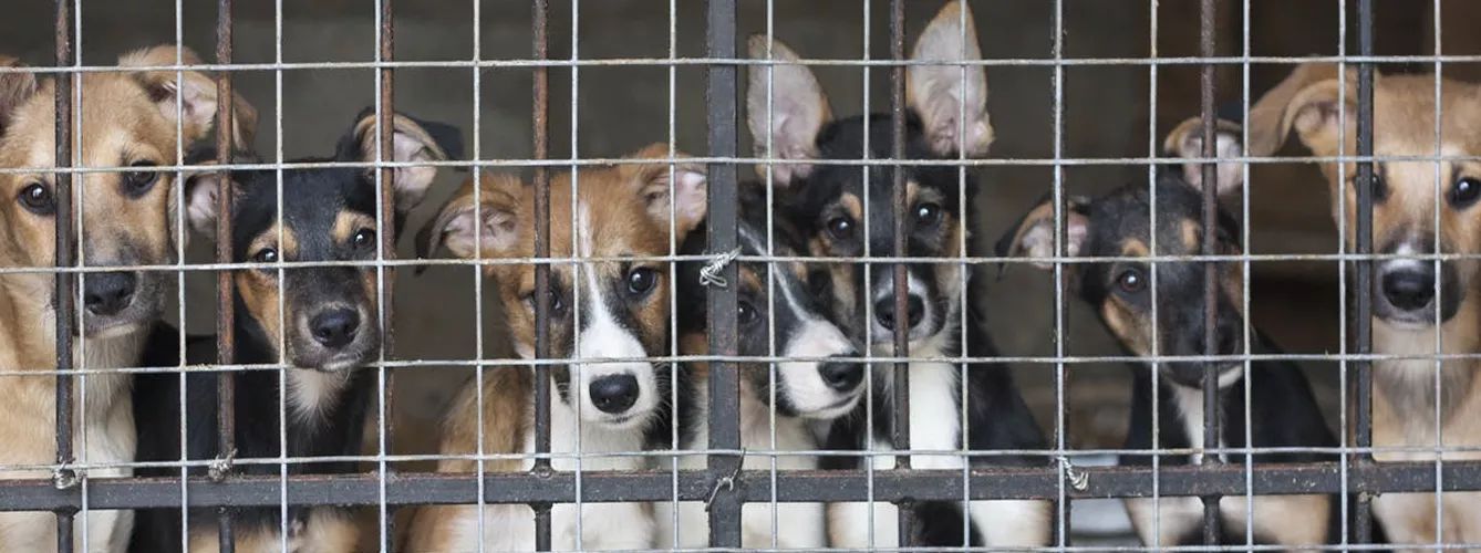 El confinamiento dispara casi un 40% las adopciones de perros en Valencia