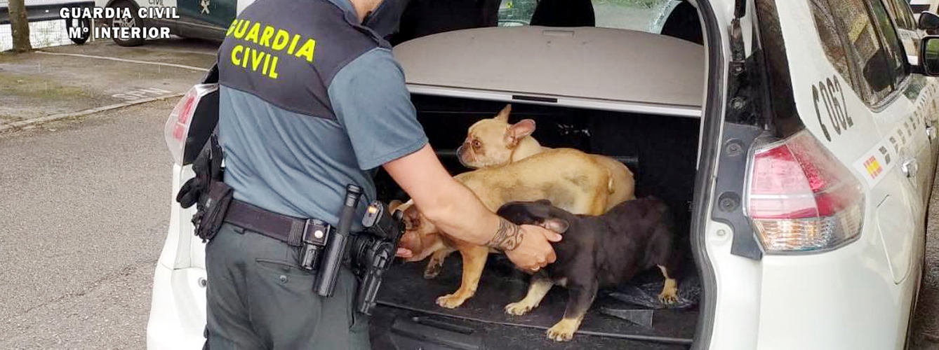 Un agente de la Guardia Civil con los perros recuperados.