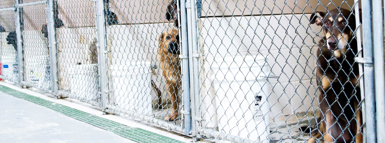 Perros rescatados en una protectora de animales.