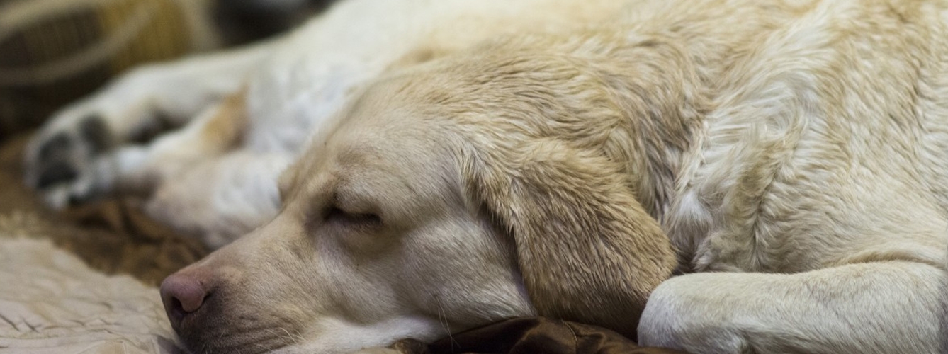 Denuncian el asesinato de perros en Rusia coincidiendo con el Mundial 