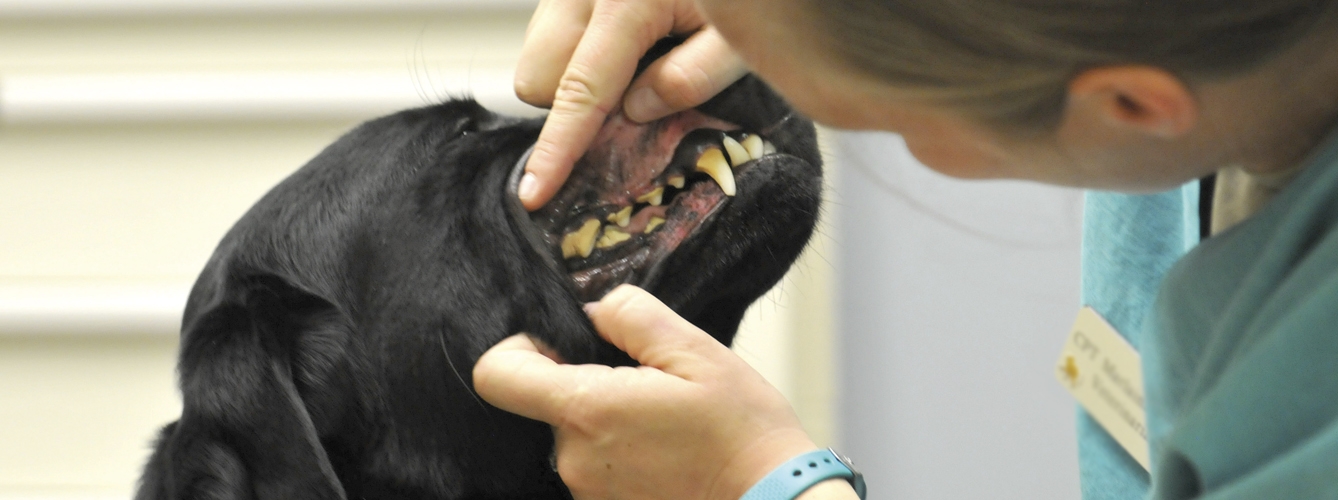 El examen visual puede servir para detectar animales que necesitan una revisión dental.