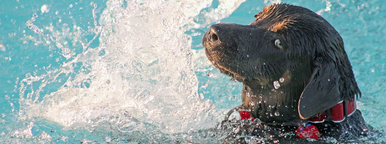 Varias piscinas municipales abren sus puertas a los perros