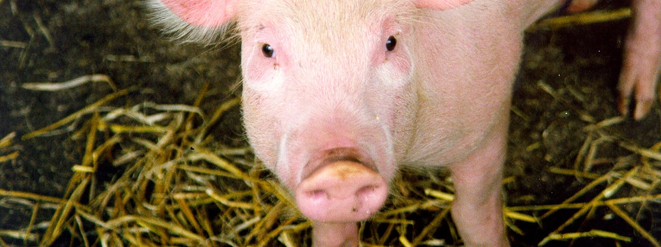 Moldavia registra su primer caso de peste porcina africana