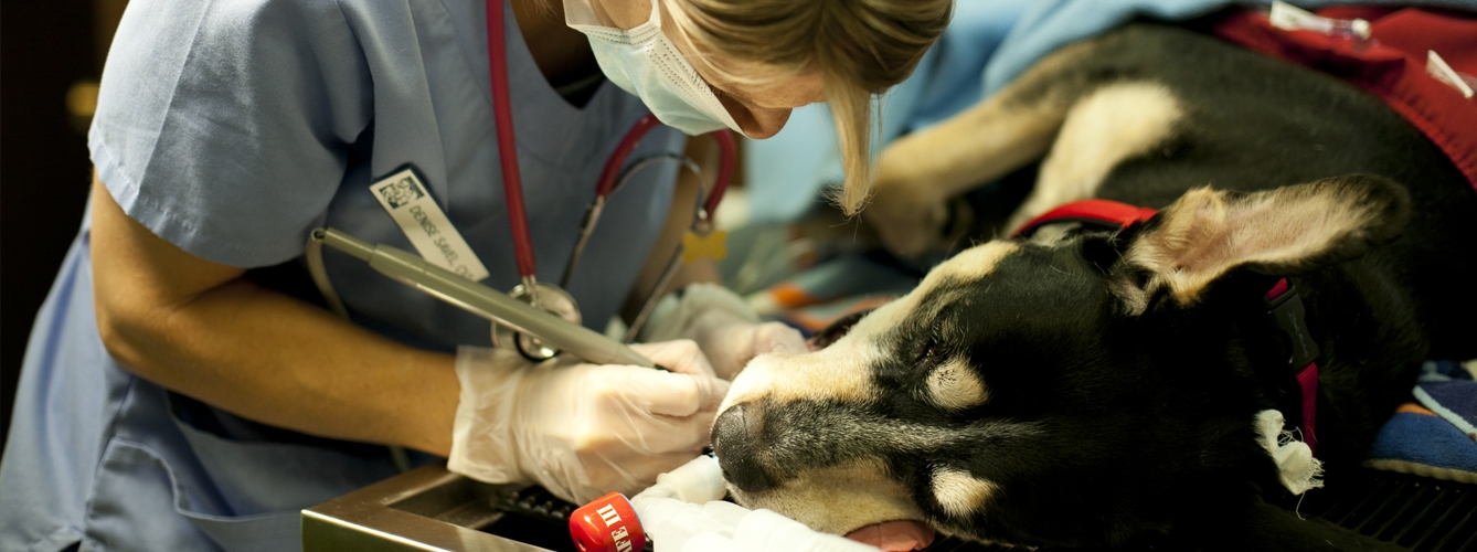 Las lesiones por esfuerzo repetitivo, que provocan problemas musculo esqueléticos, son especialmente comunes en la odontología veterinaria.  