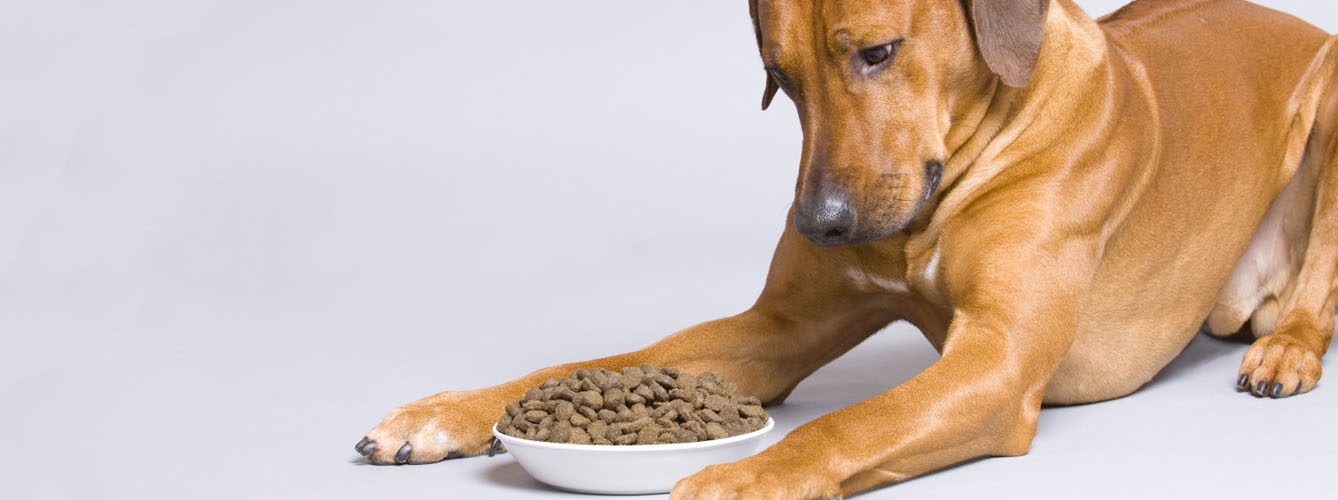 Un 60% de los dueños, preocupados por la comida de sus mascotas