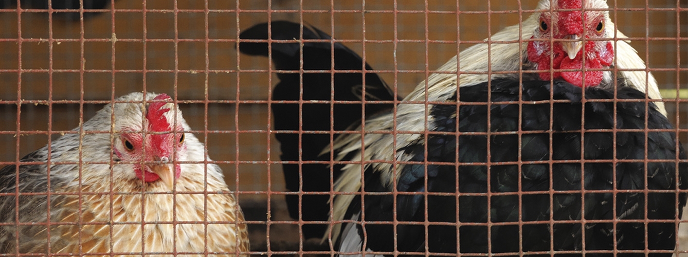 Una iniciativa propone poner fin a las jaulas de animales de granja