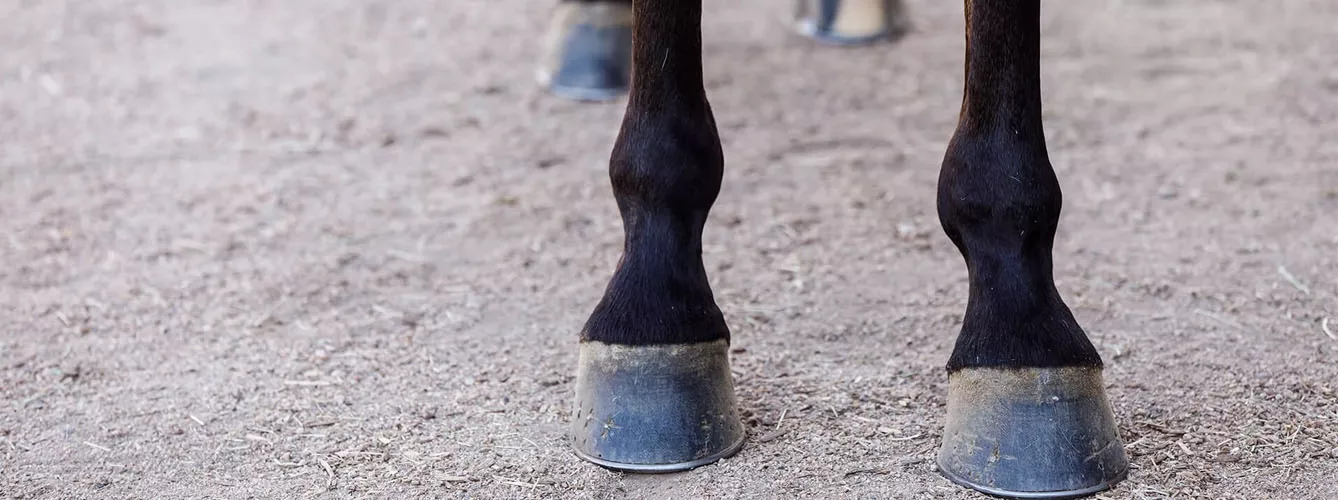 Descubren por qué la insulina alta afecta a las pezuñas de los caballos