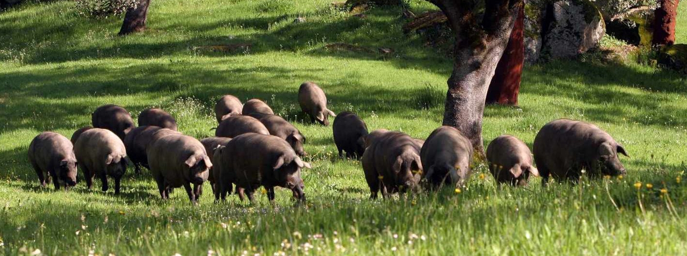 El sector porcino español puede beneficiarse de la expansión de la peste porcina africana. 