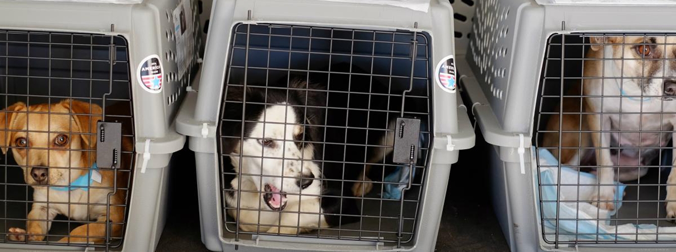 Centro comercial libertad Perplejo Piden fortalecer los controles a la importación de perros rescatados
