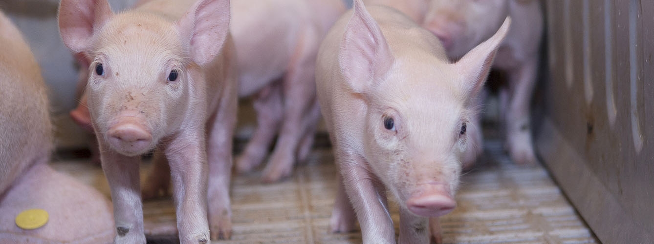 Holanda reduce un 2% el uso de antibióticos en porcinos