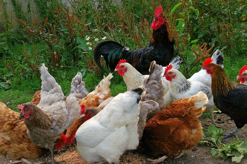 La bronquitis infecciosa aviar es un coronavirus que causa una enfermedad altamente contagiosa en las aves de corral.