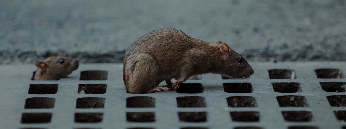 Las ratas pueden transmitir zoonosis.