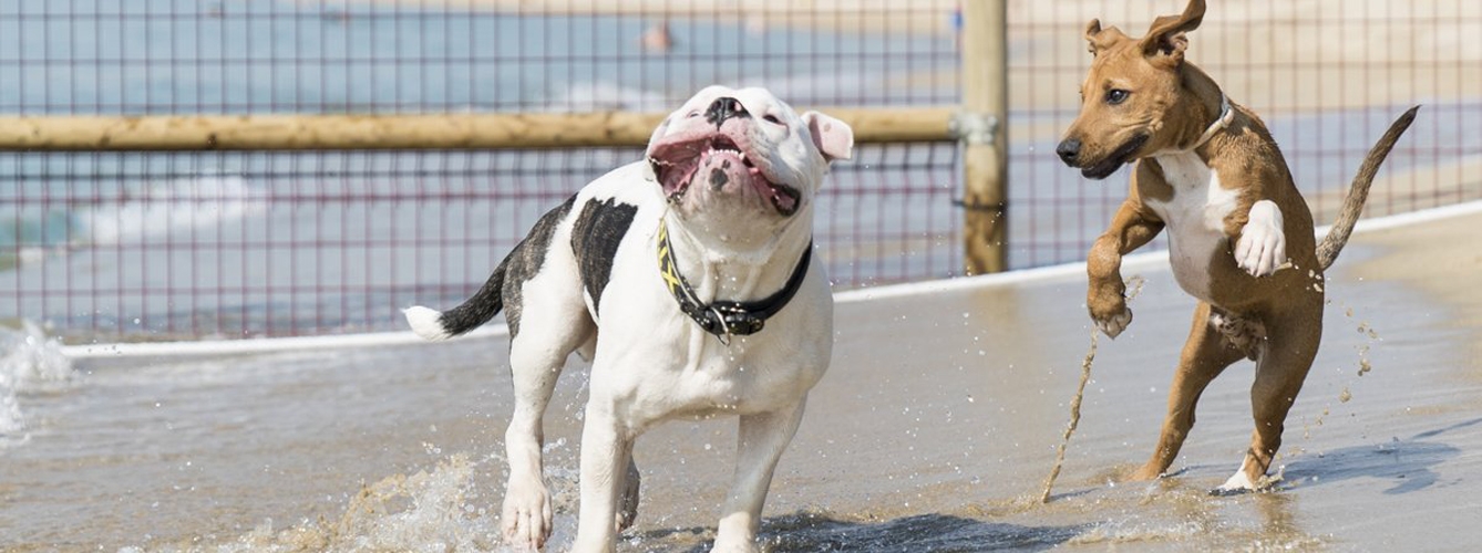 Barcelona mantendrá su playa para perros durante el verano