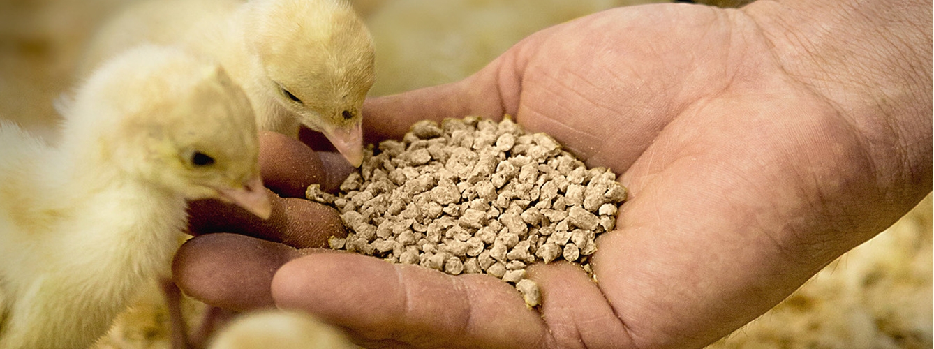 La industria de alimentación animal deja de crecer en junio 