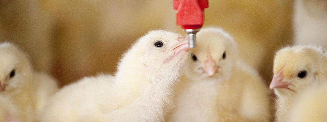 La primera de las jornadas de avicultura Less is More ha tratado sobre la innovación en la sala de incubación.