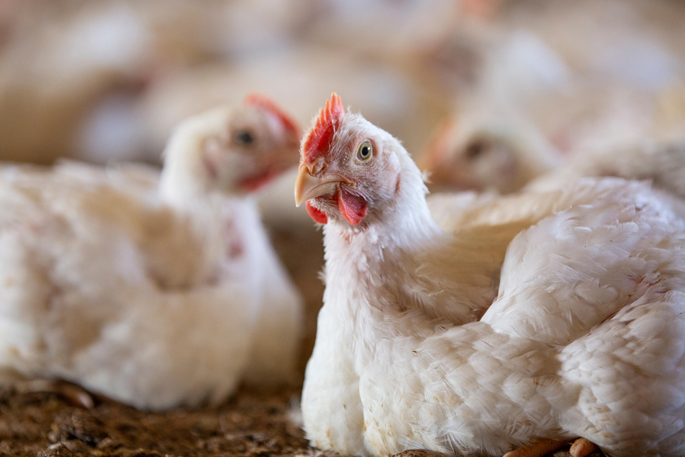 Agricultura analiza las resistencias antimicrobianas en pollos y pavos de engorde, además de en gallinas ponedoras.