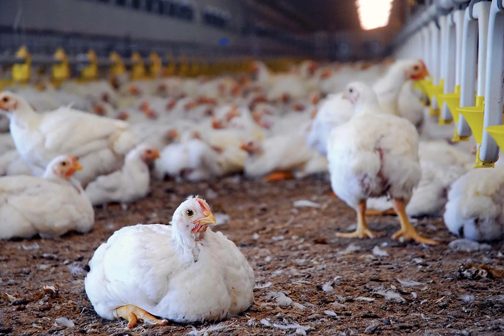 El estudio puede ayudar a fomentar desarrollo de aves resistentes a la gripe aviar para su uso en ganadería.