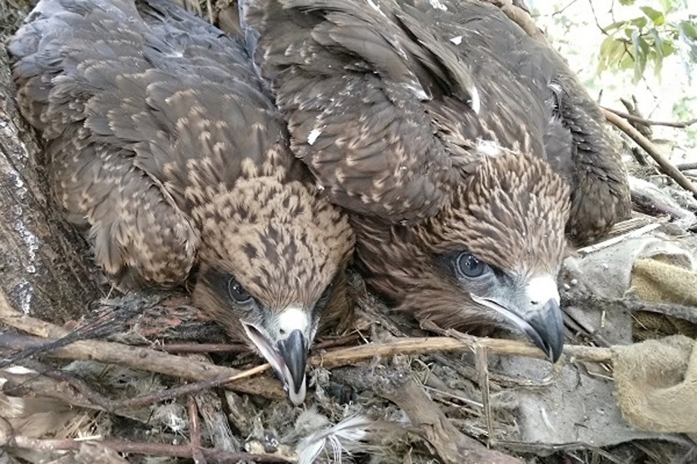 Pollos de milano negro, Milvus migrans, en un nido.
