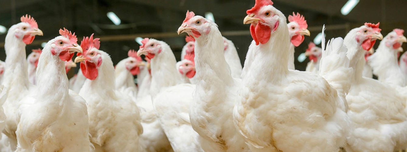 Europa aumentará los indicadores de bienestar en la cría de pollos