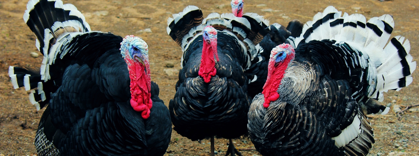Mueren al menos 25.000 pavos por un brote de gripe aviar en Europa