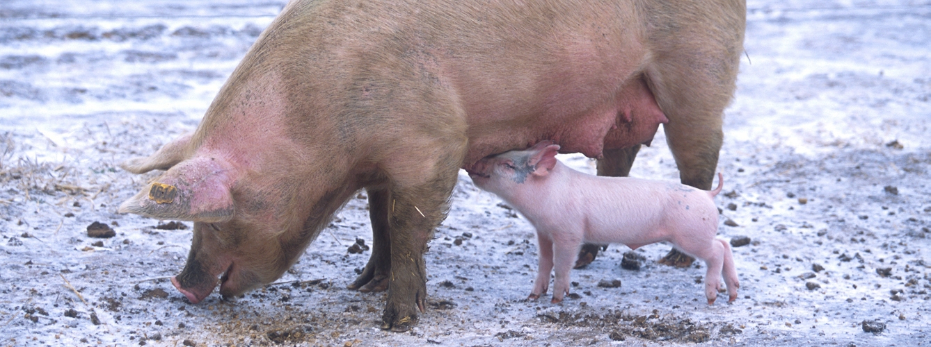 El sector porcino catalán, alarmado por el avance de la peste africana