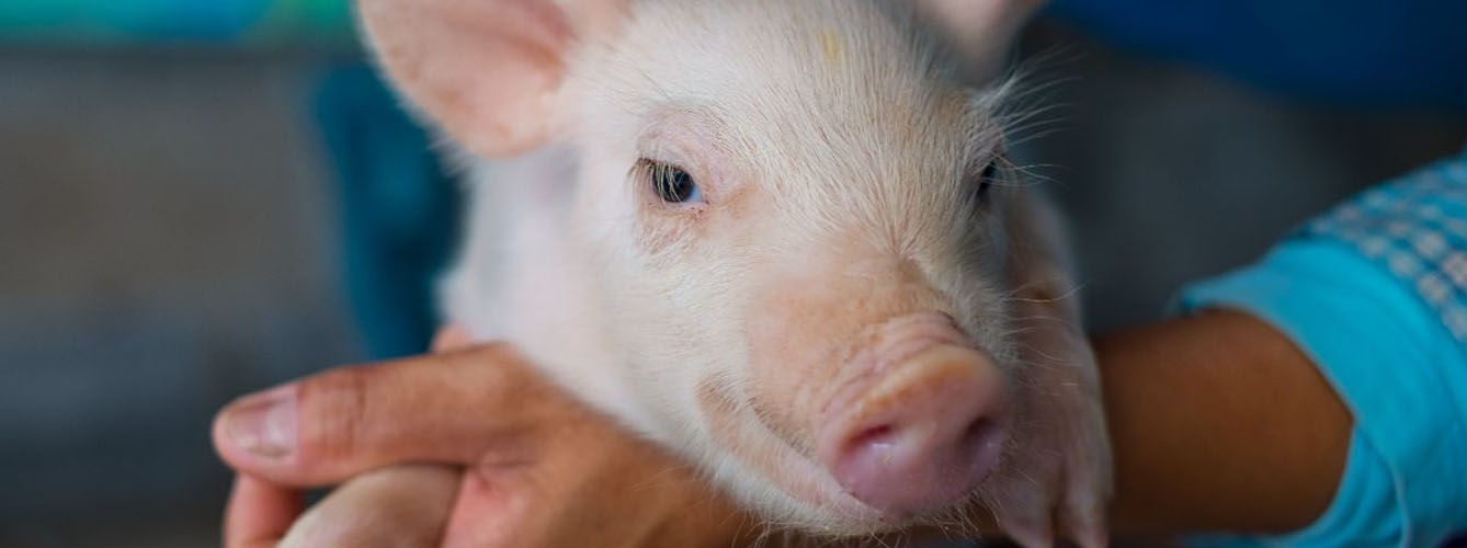 Mejoras genéticas en la salud de los cerdos para reducir uso de antibióticos