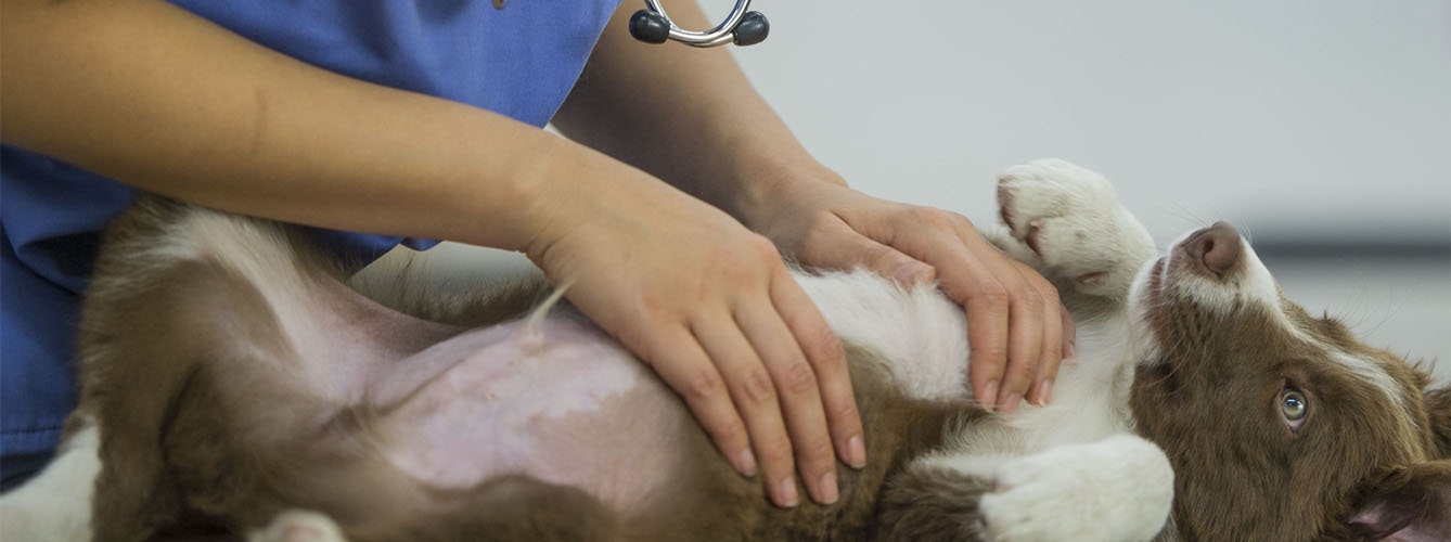 Los veterinarios son fundamentales para garantizar el bienestar de los animales.