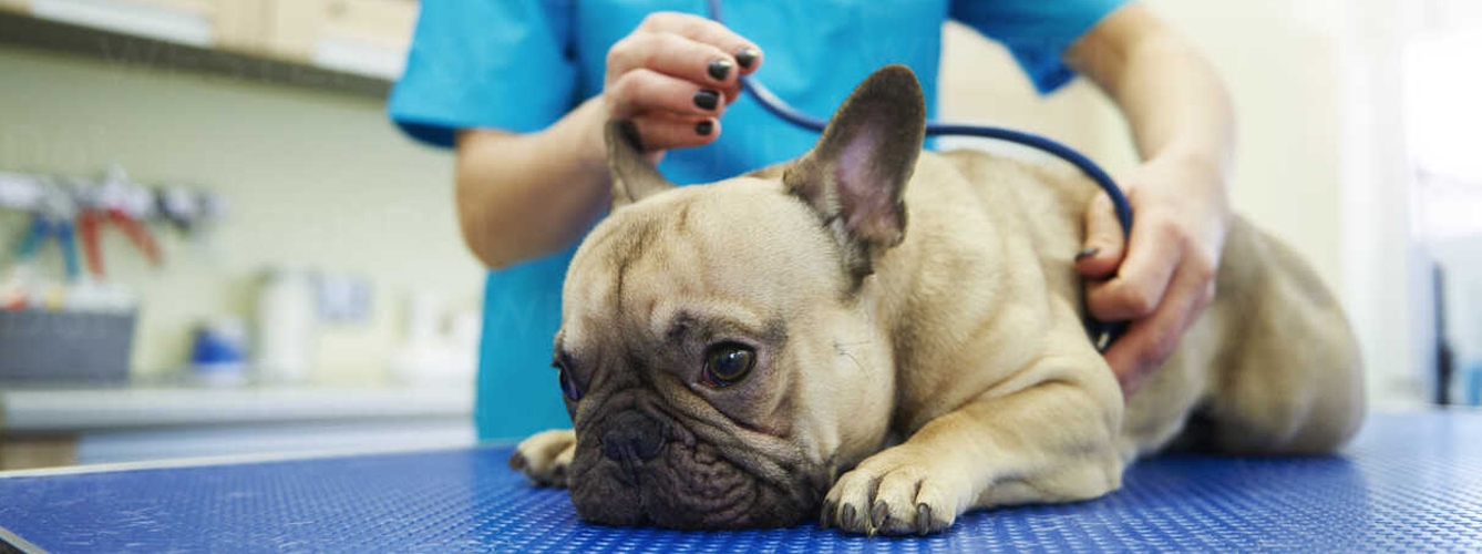Los veterinarios de pequeños animales también tienen que ser conscientes de la resistencia a los antibióticos.