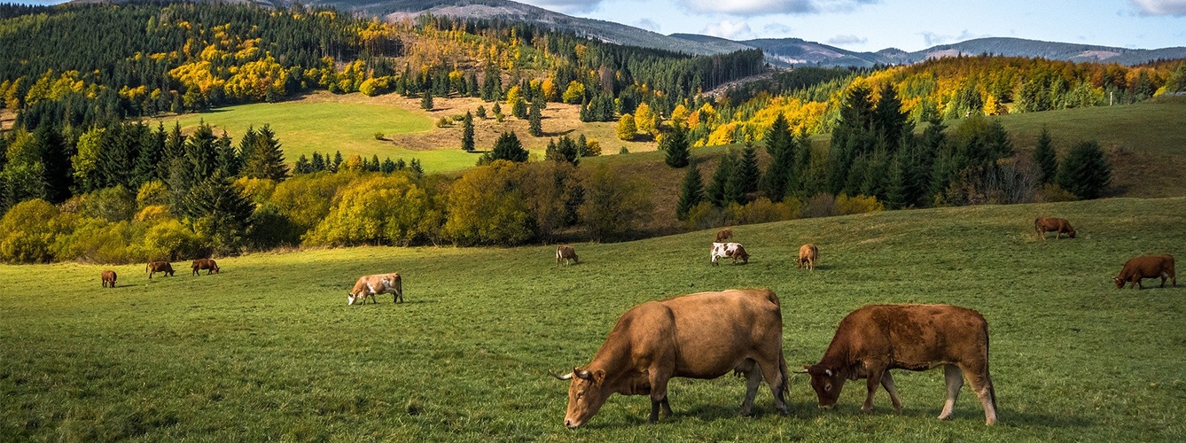 La interacción entre ganado extensivo y fauna silvestre puede expandir la tuberculosis.