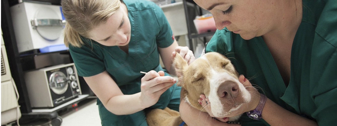 La precariedad laboral continúa al alza en el sector veterinario
