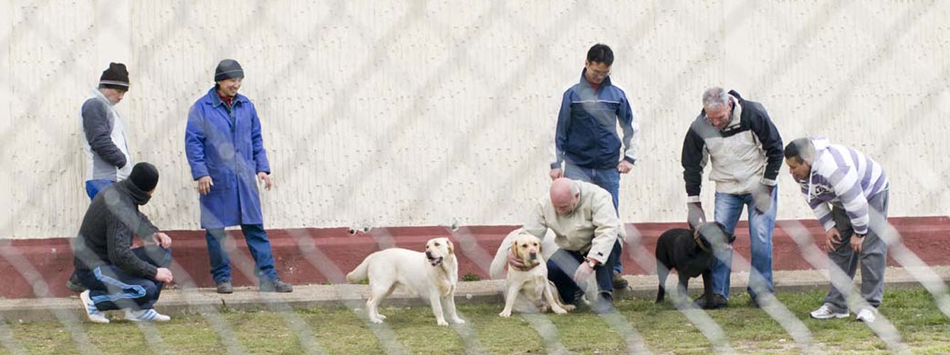 La terapia asistida con perros mejora la conducta de los presos