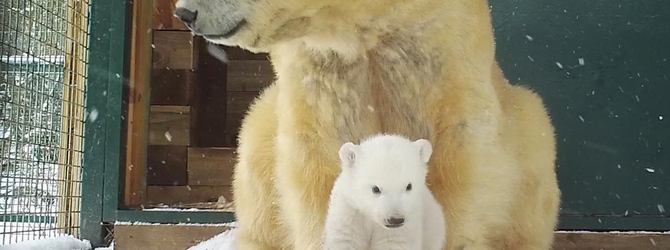 Nace el primer oso polar en cautividad en el Reino Unido tras 25 años