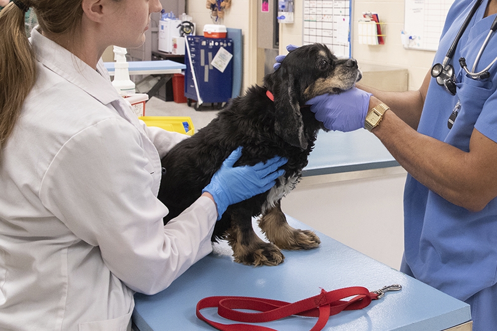 Los gerentes de clínicas veterinarias ven baja implicación y falta de productividad en los veterinarios noveles.