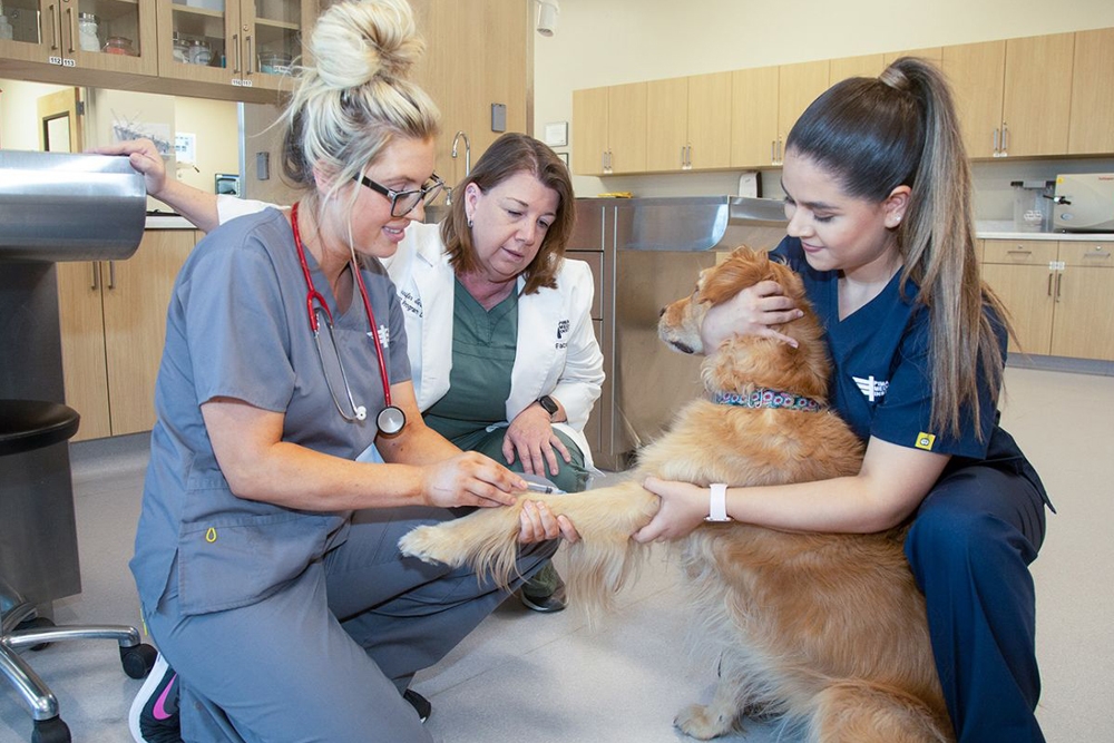 La herramienta puede ayudar a los veterinarios a diagnosticar y mitigar el desarrollo de problemas de movilidad en perros.