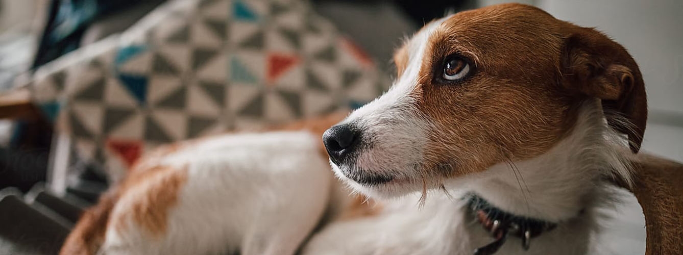 Los productos químicos del hogar pueden afectar a la fertilidad canina