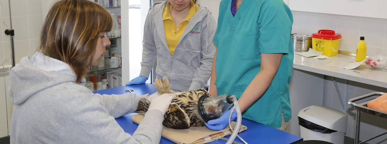Profesionales en un centro de recuperación de animales español. 