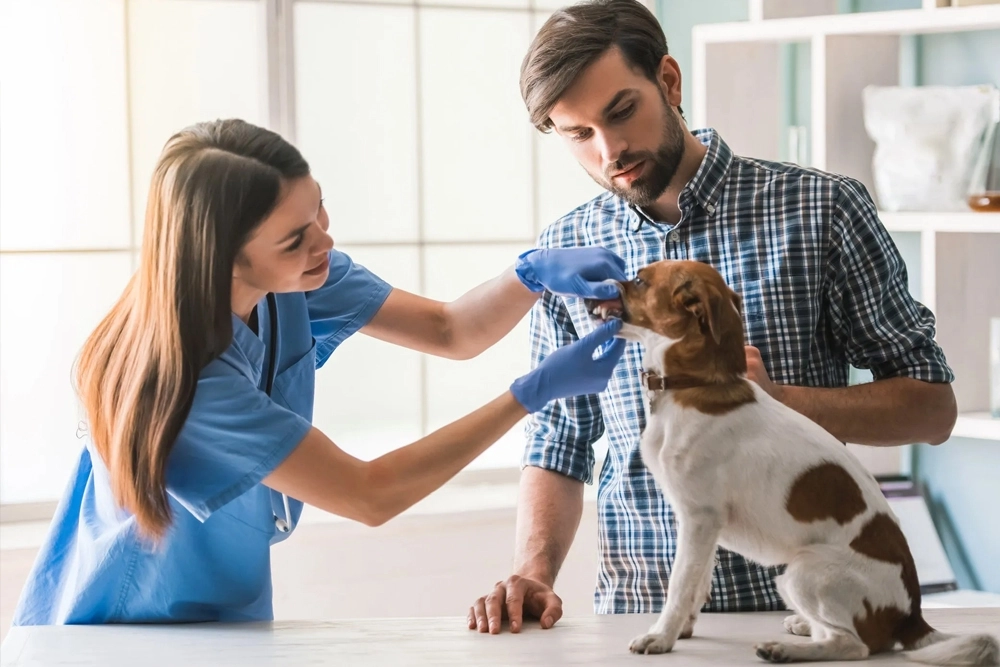 Exploran el papel de las relaciones veterinario-propietario en la experiencia de los titulares de perros con epilepsia.