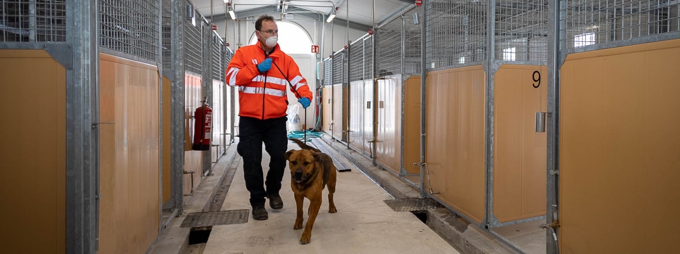 Los veterinarios recomiendan extremar la bioseguridad con los animales que entren a los centros de protección.