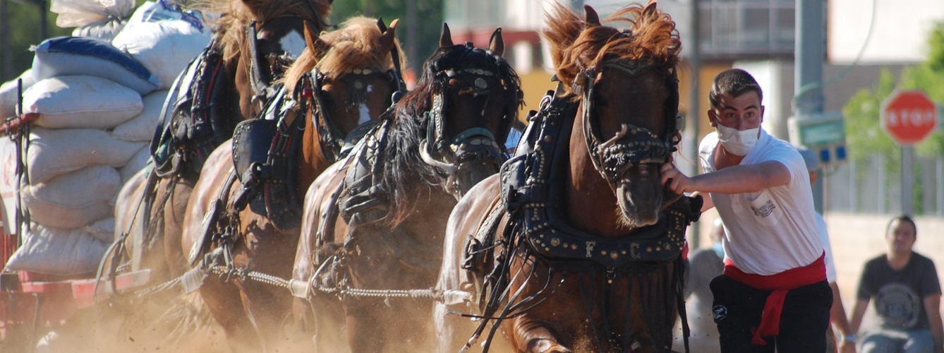 El objetivo de la investigación es analizar el esfuerzo físico y el efecto fisiológico del mismo en caballos de competición.