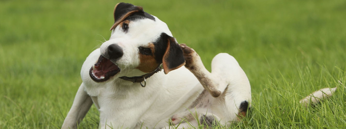 El picor en los perros es uno de los síntomas más característicos de la alergia.