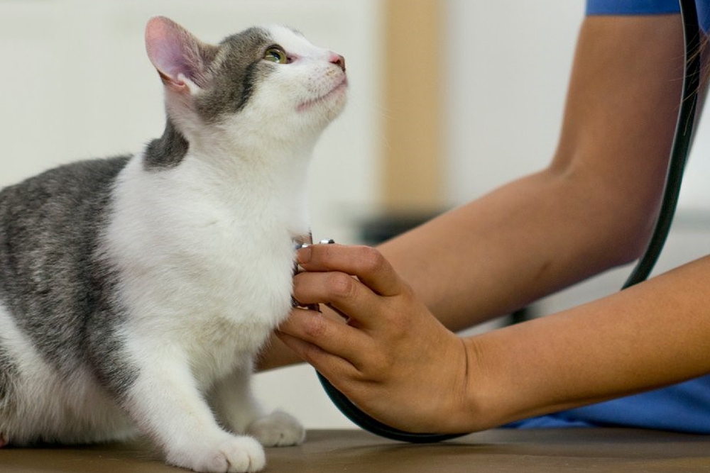 Los gatos y los perros jóvenes y de razas pequeñas mostraron más probabilidades de tener pulgas en sus exámenes veterinarios.