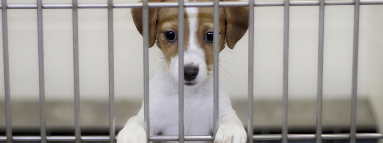 El contrabando ilegal de cachorros ayuda a expandir la leishmaniosis