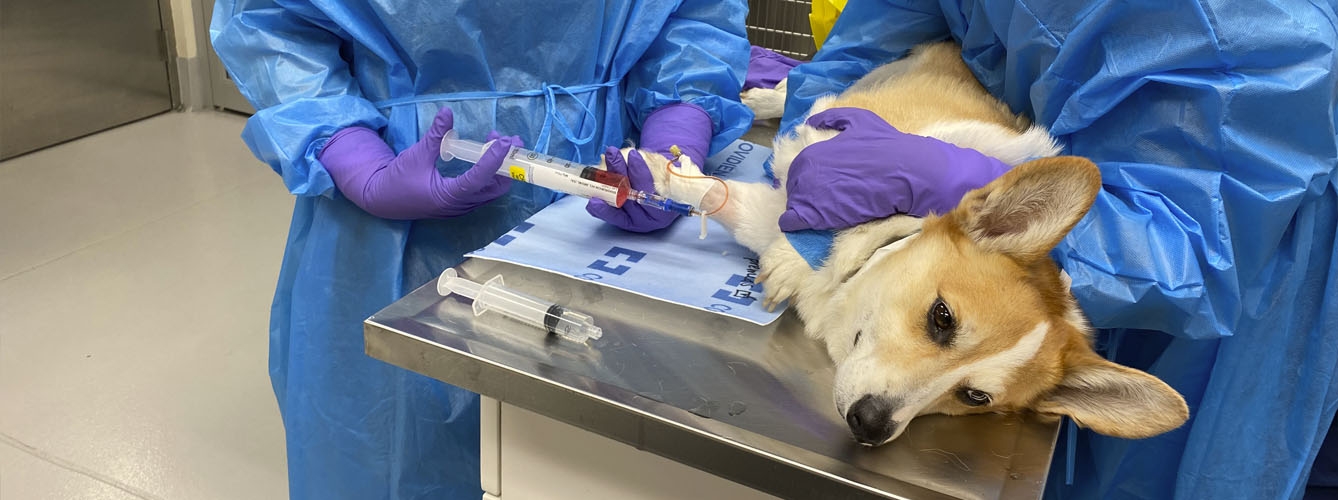 Herméticamente mercenario inquilino Solo un 7% de los veterinarios utiliza quimioterapia para tratar el cáncer