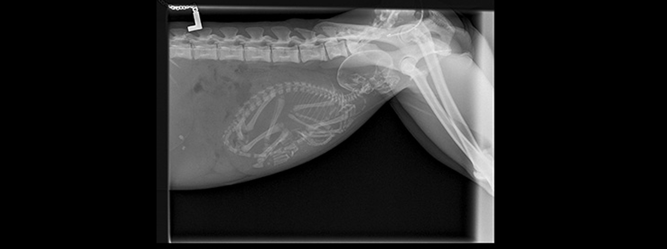 Los rayos X muestran ‘el arte de las ciencias veterinarias’