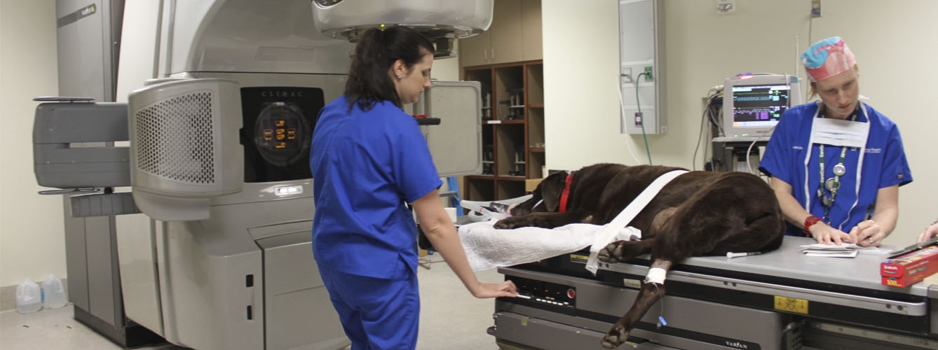 La radioterapia aplicada a animales es una fuente de radiaciones ionizantes de las que hay que protegerse.