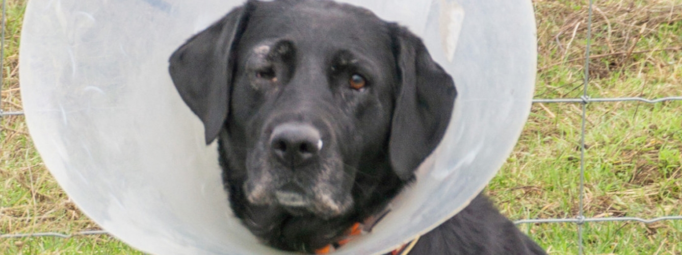 Elsie, la labrador retriever de 7 años a la que pudieron salvar la vista los veterinarios