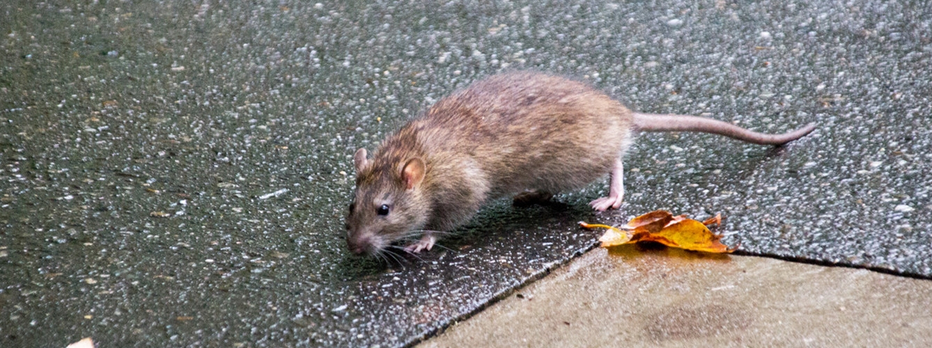 Animales como las ratas, abundantes y con vidas cortas, se adaptan mejor al cambio y son hospedadores de patógenos zoonósicos.